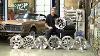 Legendary Aluminum Wheels For Classic Cougars Mustangs U0026 Fords