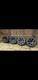 Jantes En Alliage Et Pneus Authentiques Bmw E46 / E36 Style 44 17 Pouces