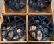 Roues En Alliage Urban Style De 22 Pouces Pour Range Rover Vogue, Neuves, Noires Brillantes, X4